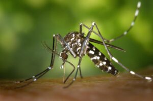 Ordinanza misure per il contenimento e prevenzione della zanzara tigre